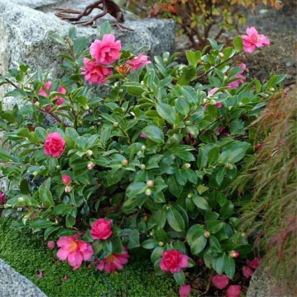 Shishi Gashira Camellia