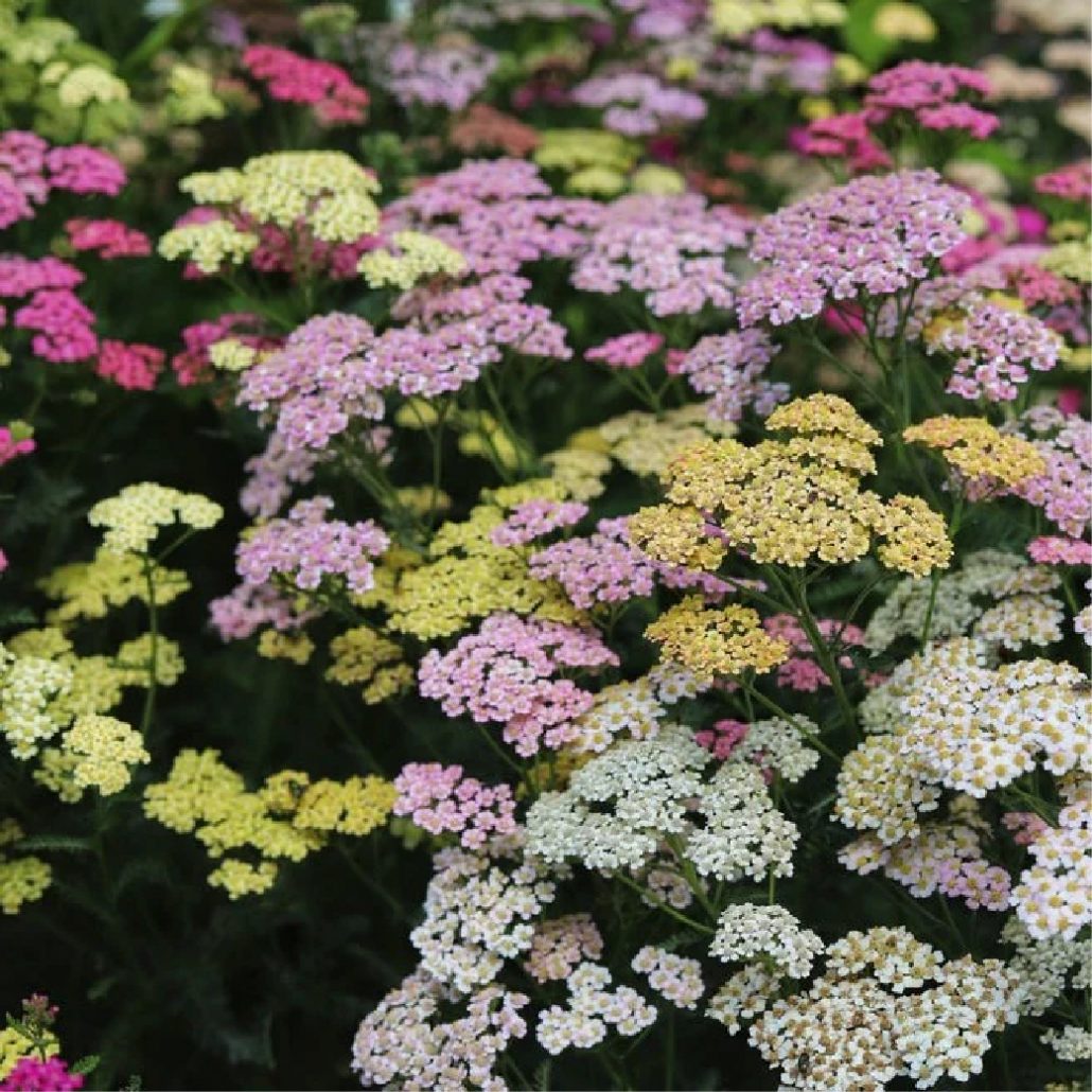 Yarrow