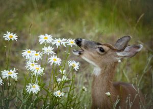 deer eat mums