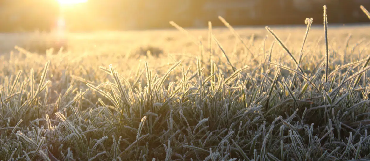 Expert Winter Lawn Care: 12 Essential Tips for All Grass Types