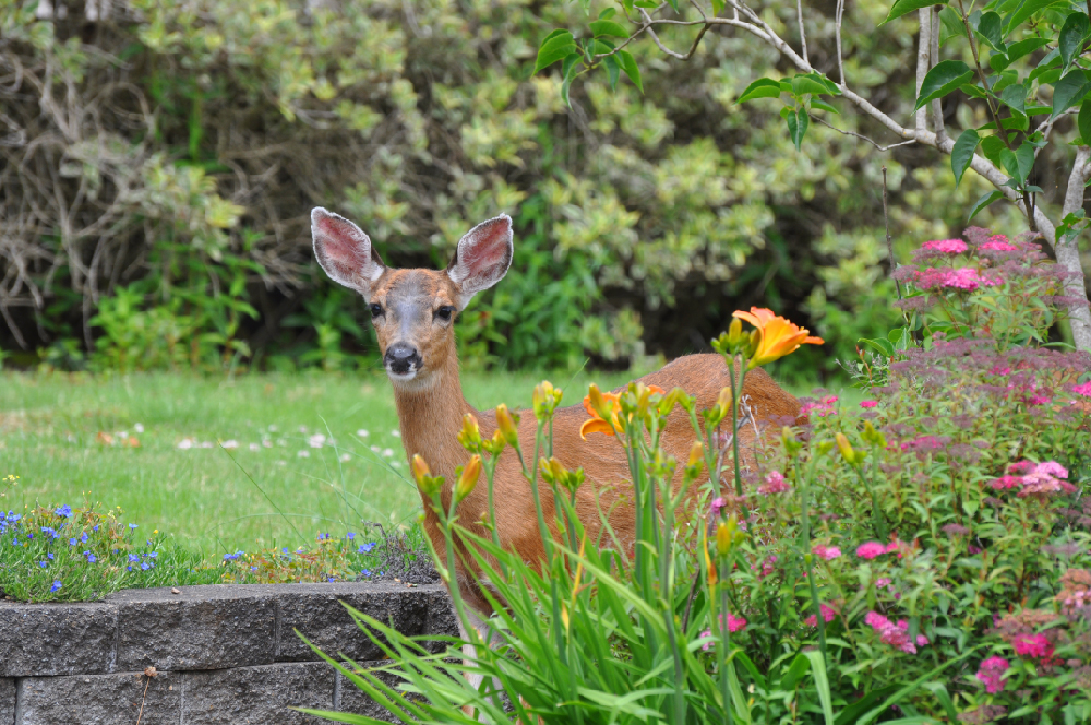 deer garden