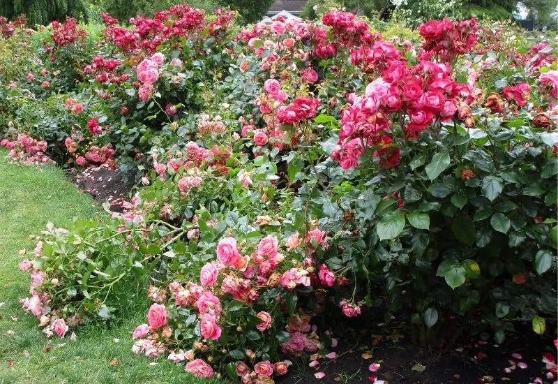 Floribunda Roses