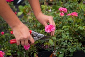 pruning roses