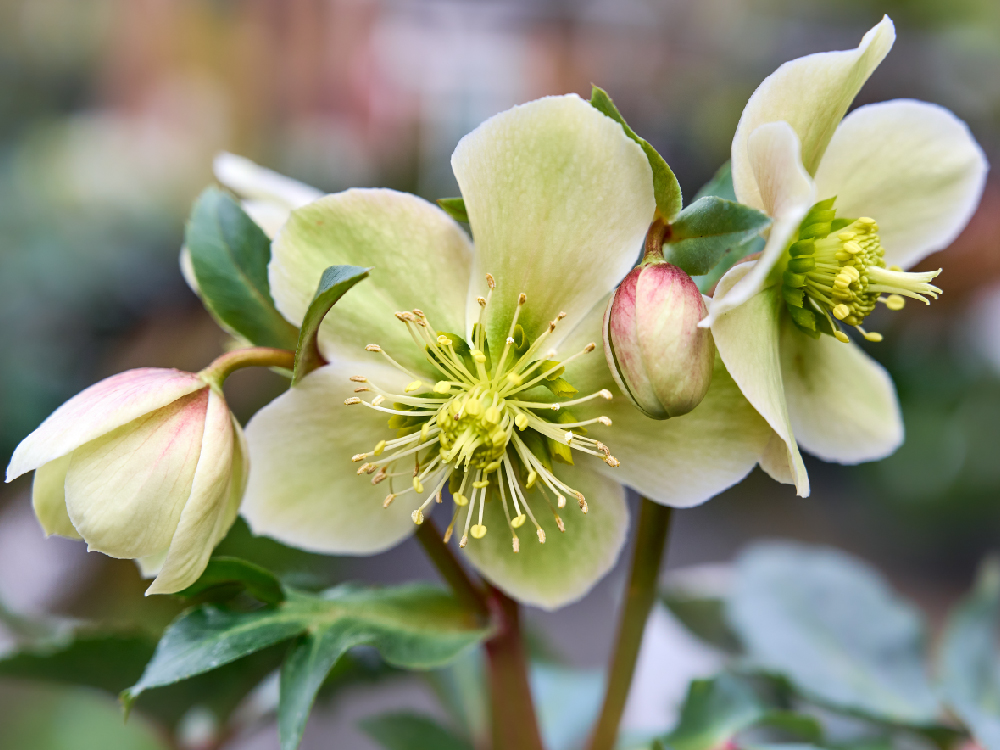 Christmas Roses