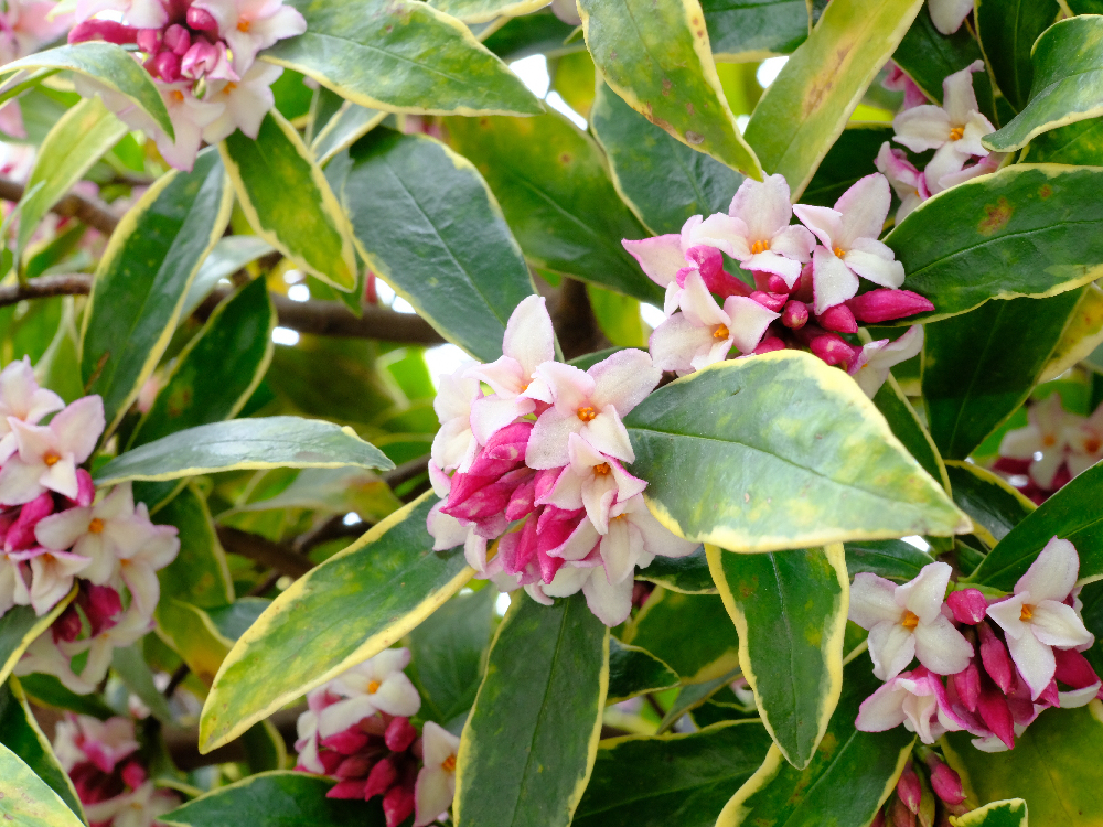 daphne shrub