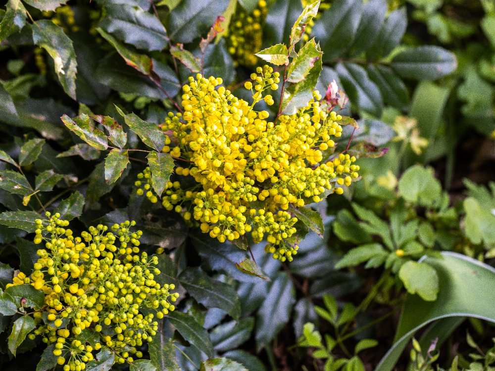 Mahonia