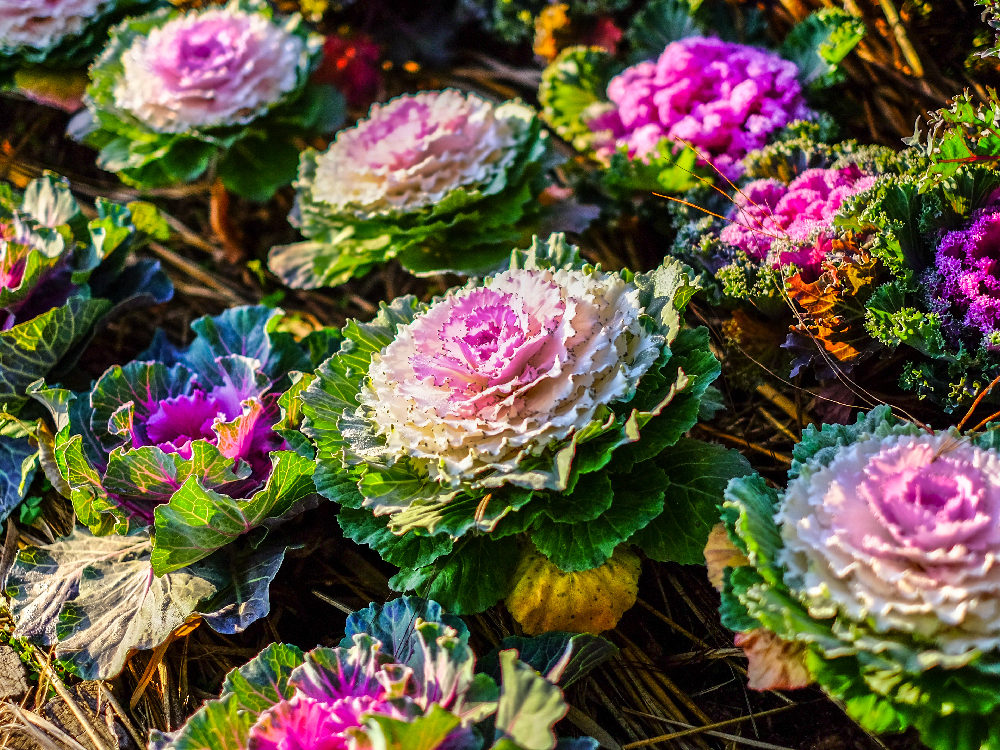 ornamental kale