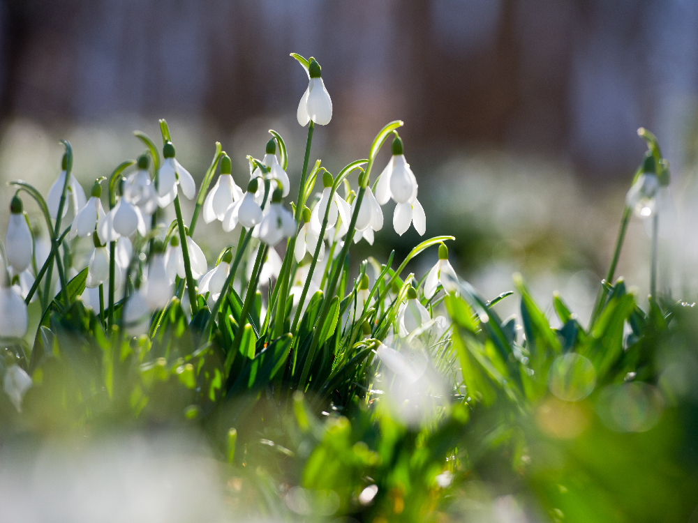 Snowdrops