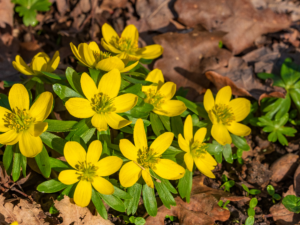 winter aconite