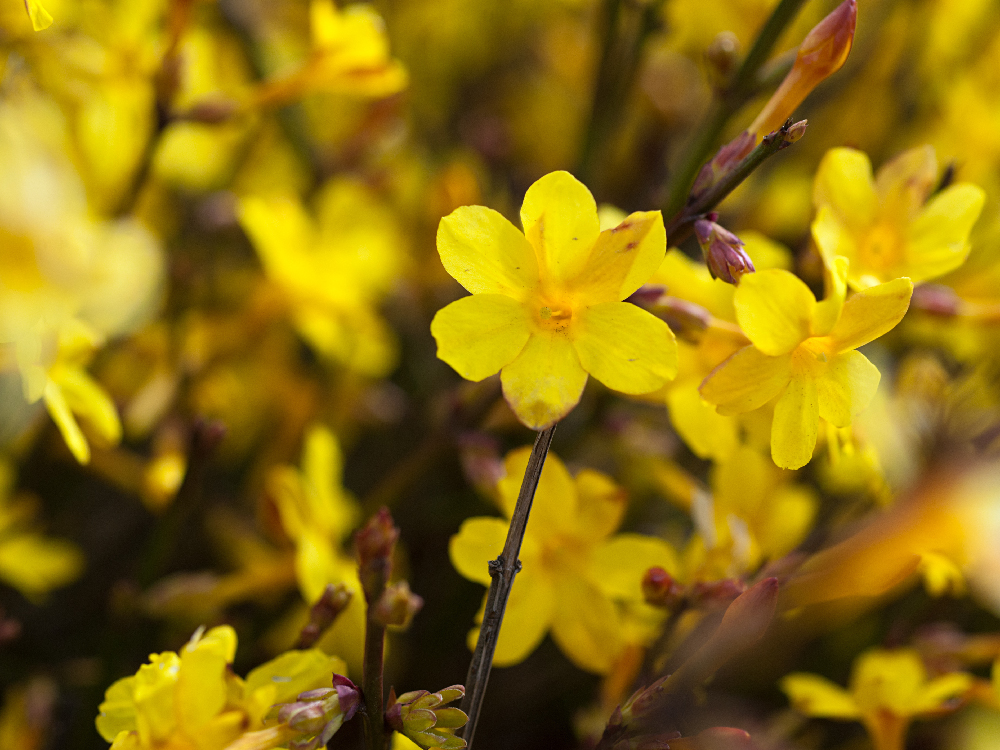 Outdoor Winter Plants winter jasmine