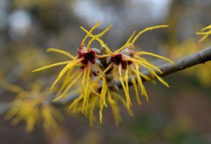 Outdoor Winter Plants witch hazel