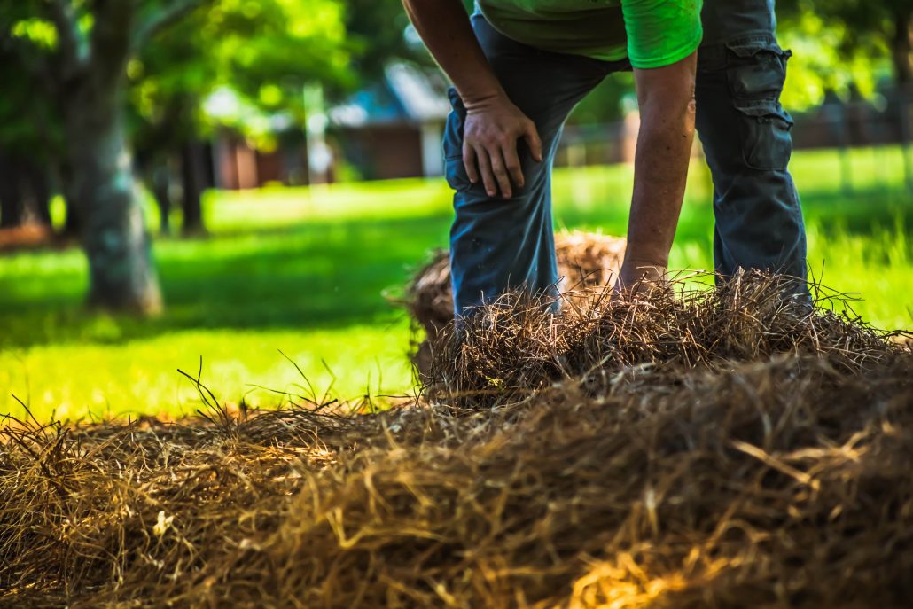 A man is spreading pine straw mulch on his yard.