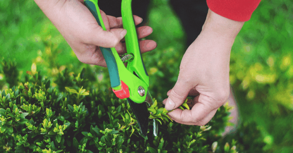 cutting a shrub with scissors